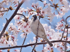 桜と雀 01