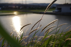 夏の夕焼け