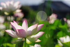 蓮の花