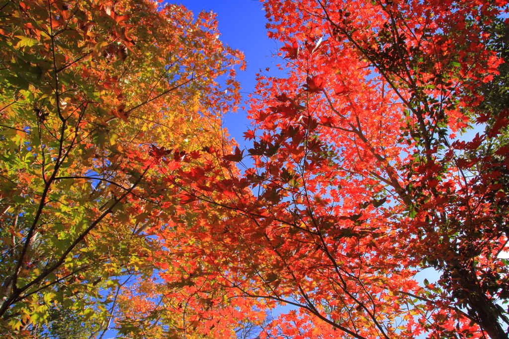 紅葉狩り
