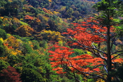 紅葉狩り