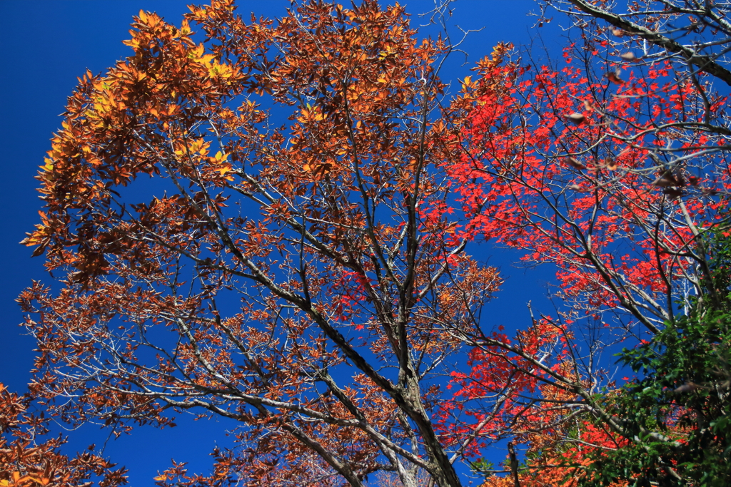 紅葉狩り