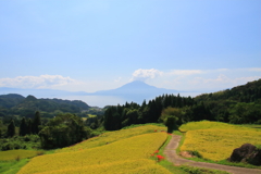 小牧の棚田