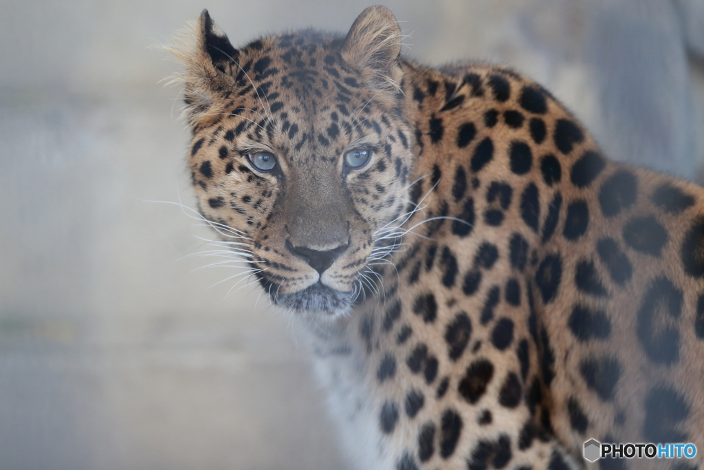 アムールヒョウ