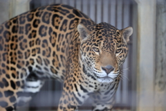 ジャガー