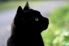 黒猫