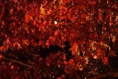 熱海梅園の紅葉