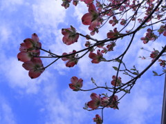 ハナミズキ