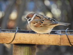 DSCN0575.JPG_1