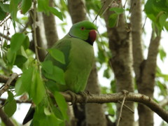 ワカケホンセイインコ