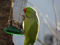DSCN0595.JPG_1