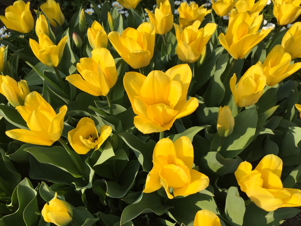 Tulip
