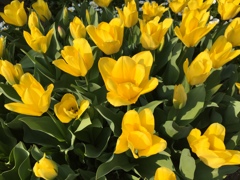 Tulip