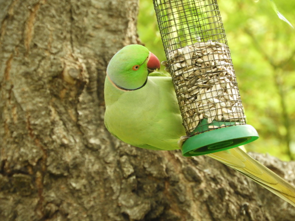 ワカケホンセイインコ