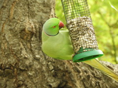 ワカケホンセイインコ