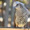 DSCN0576.JPG_2
