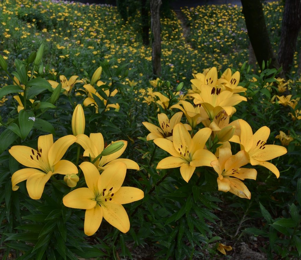 442581A8-0A55-4600-A098-9112C329ACC1