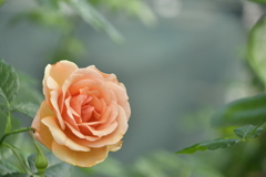 BB8642A9-44B1-4AD1-86C2-36ABC4C11E57