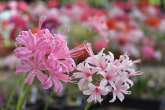 3A2F55E1-C914-435C-9ADD-CC051CACC1B0