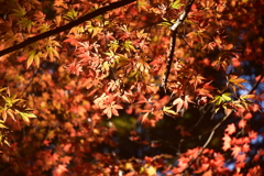 C0AE93AA-CAEF-490F-AE4A-EBF7851D1891