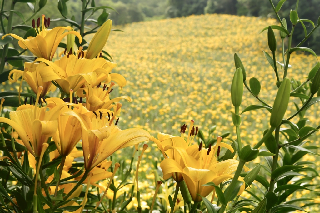 1931D173-6390-4231-85EF-53F940ACA0A7