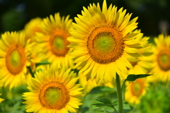 E774FCF6-7375-4AA2-A76C-DD5FA760B3DF