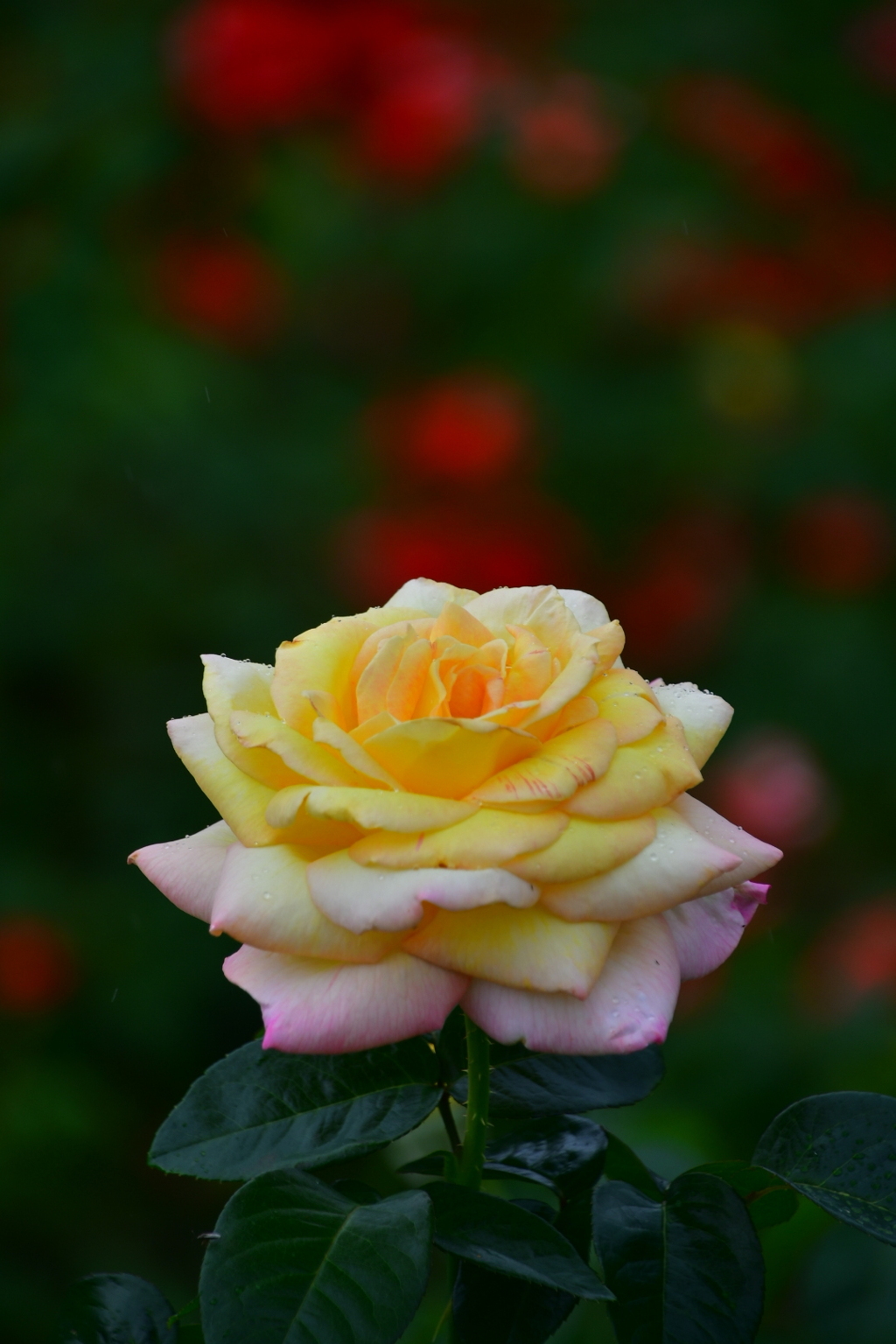 46F88128-901F-4350-811A-027075AA46BD