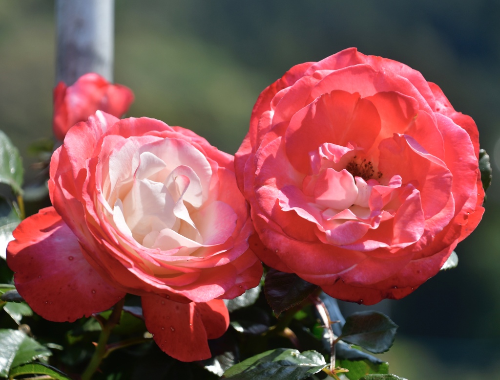 0D7A0F22-A829-4F42-8977-28C9F3432E7C