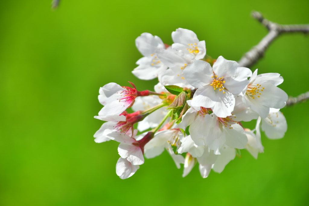 BBD4BE2C-E1EF-40A7-809A-437485CB861F