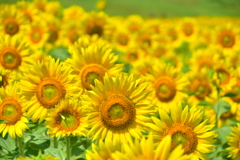 70C9E663-3657-455E-8847-6695D8EABC93
