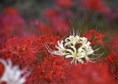 8BB957F5-32AA-4F9B-AB23-6252A25D3B53