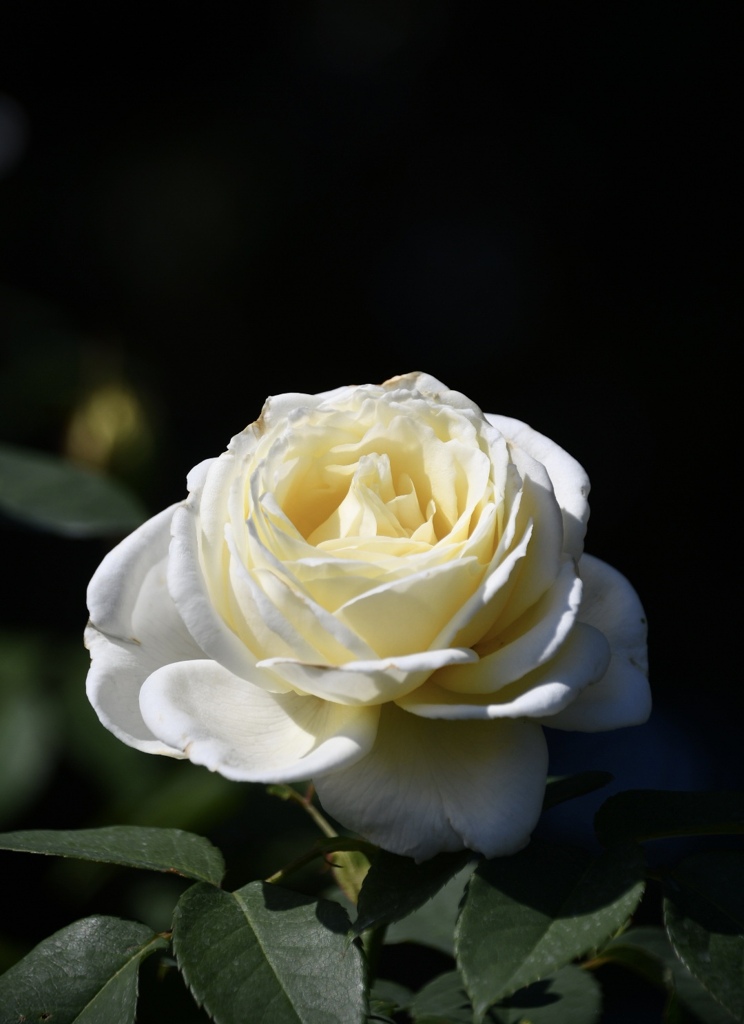 736278F3-6A05-4565-B569-F1A174BEA8AC