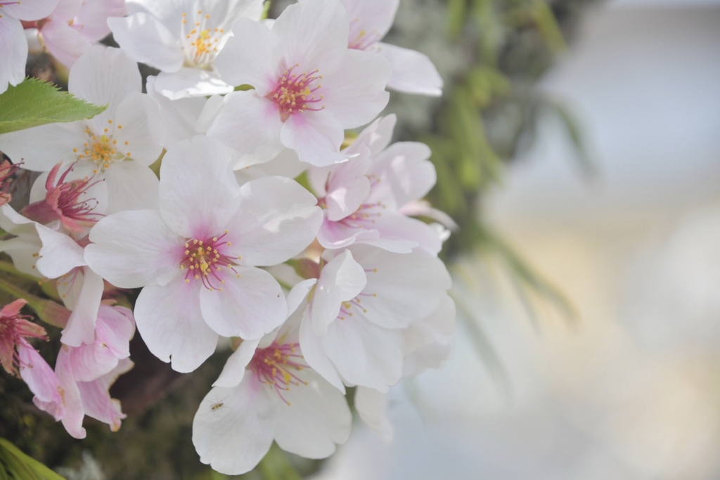 69FF5EB6-4726-410B-8A39-BA21B8B05AF8