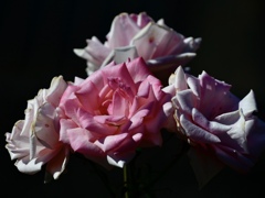 8DA1B83D-9415-49A0-97A9-2F593683BA45