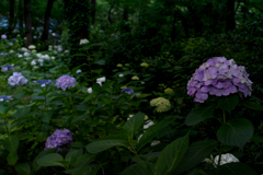 250617