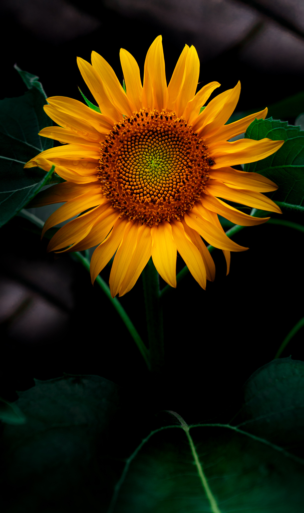 200917
