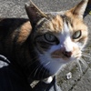 のらねこ