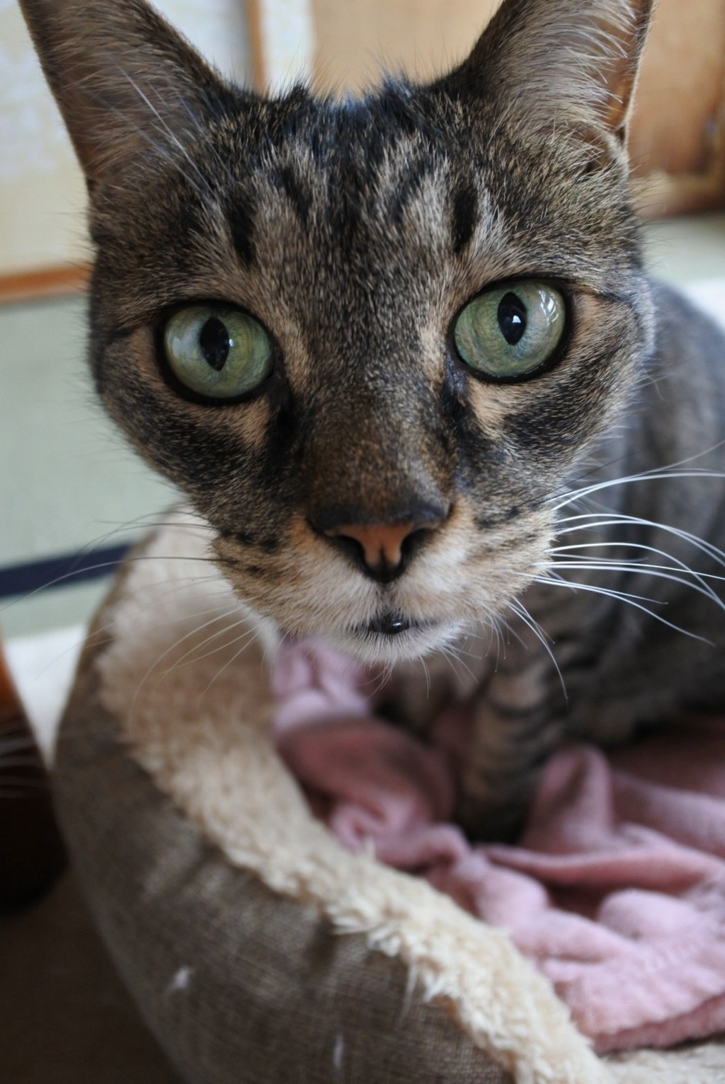 ねこ