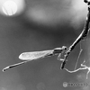 秋の糸蜻蛉