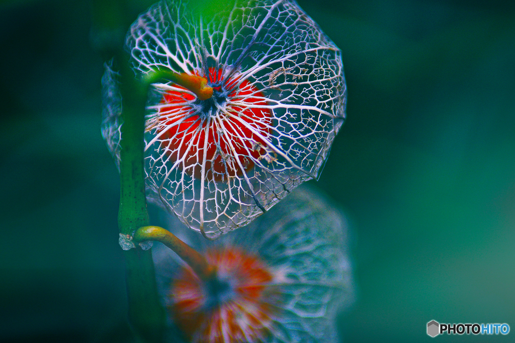 鬼灯の花火