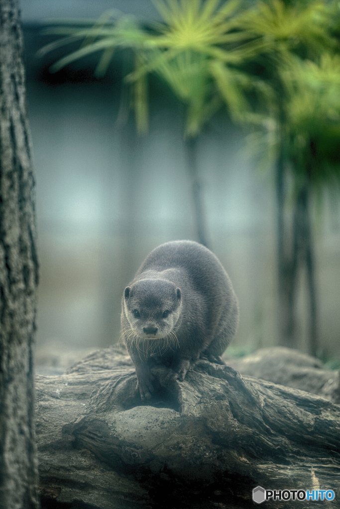 カワウソ