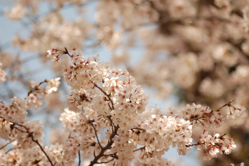 近くの公園