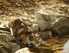 水を飲む猫