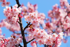 桜祭り