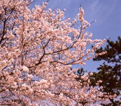 常盤公園の桜