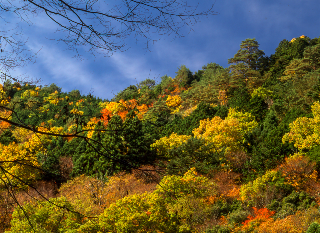 三段峡の紅葉