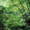 新緑の山野峡