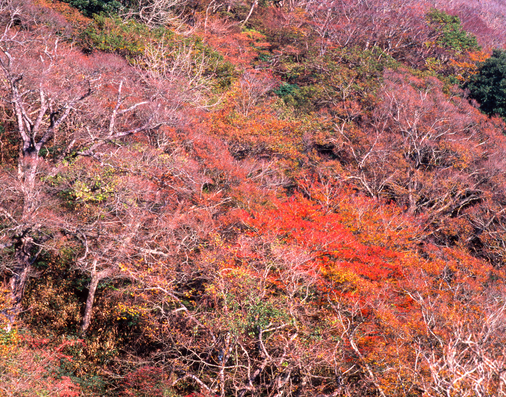 筑波山の紅葉