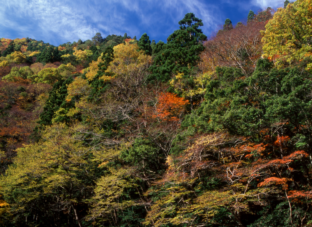 三段峡の紅葉