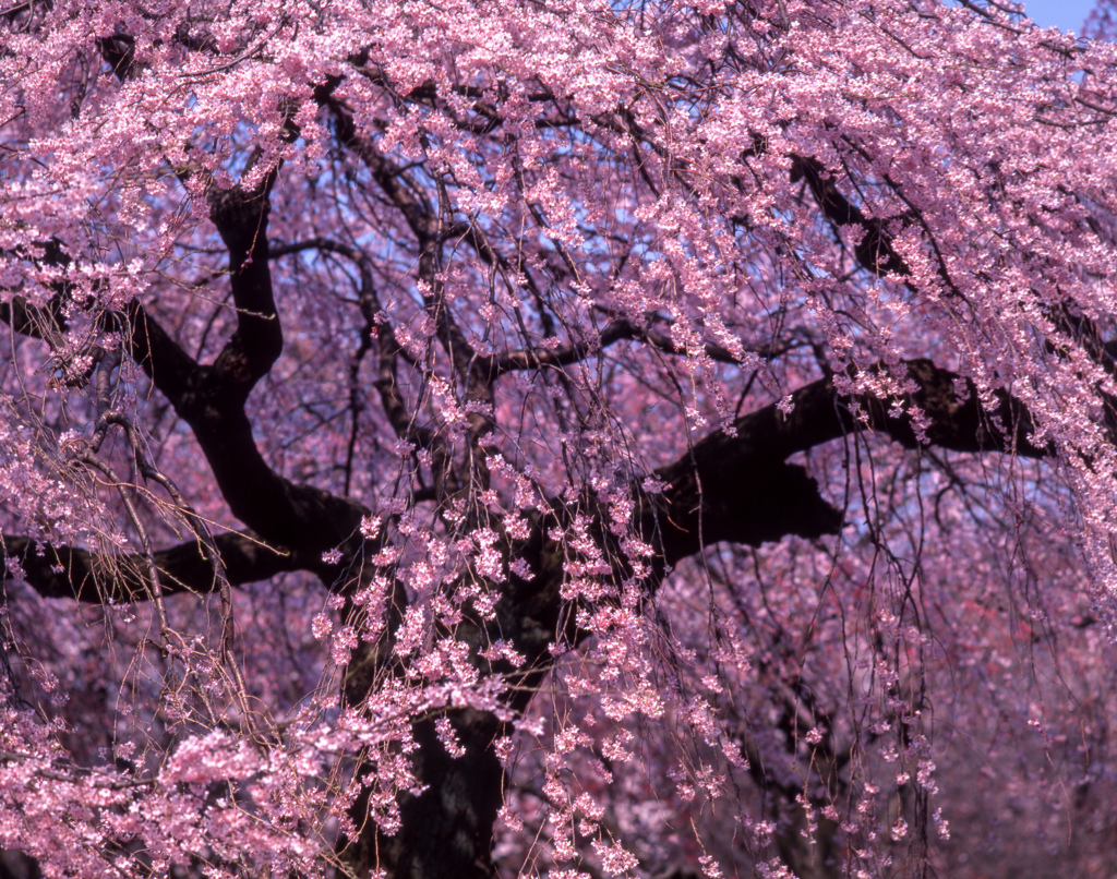 新宿御苑の桜